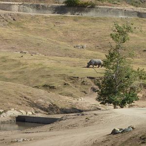 6-12-10 Segway Tour - Indian Rhinoceros