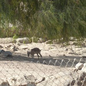 6-12-10 Segway Tour - Markhor