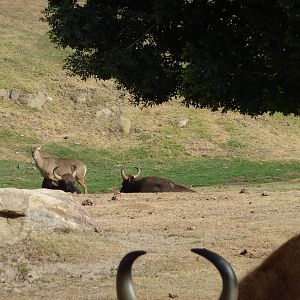 6-12-10 Segway Tour - Gaur and Nilgai