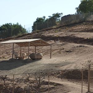 6-12-10 Segway Tour -Arabian Oryx
