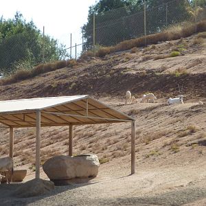 6-12-10 Segway Tour - Arabian Oryx with calves
