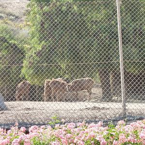 6-12-10 Segway Tour - White Lipped Deer