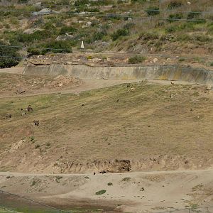 6-12-10 Segway Tour - Malayan Sambar