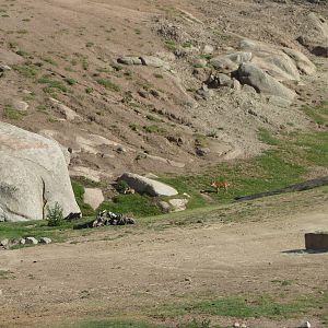 6-12-10 Segway Tour - Hog Deer