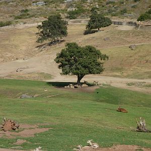 6-12-10 Segway Tour - Chital? Indian Rhinoceros, Indochinese Sika