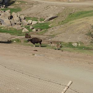 6-12-10 Segway Tour - Gaur and Nilgai
