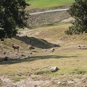 6-12-10 Segway Tour - Malayan Sambar