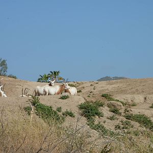 6-12-10 Segway Tour - Scimitar Horned Oryx