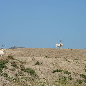 6-12-10 Segway Tour - Scimitar Horned Oryx