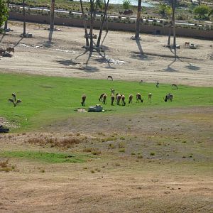 6-12-10 Segway Tour - Nile Lechwe