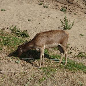 6-12-10 Segway Tour - Barbary Red Deer