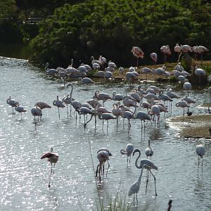 6-12-10 Segway Tour - Greater Flamingo
