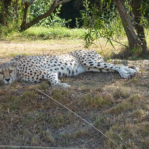 6-12-10 Segway Tour - South African Cheetah