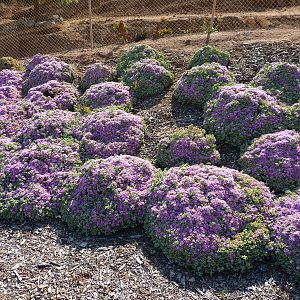 6-12-10 Segway Tour - Some type of cool succulent?