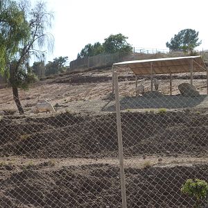 6-12-10 Segway Tour - Arabian Oryx