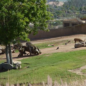 6-12-10 Segway Tour - Sika Deer