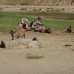 6-12-10 Segway Tour - Sika Deer