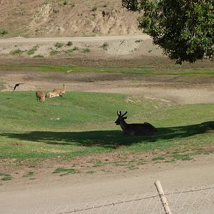 6-12-10 Segway Tour - Sika Deer