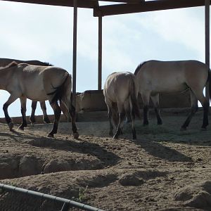 6-12-10 Segway Tour - Przewalksi's Wild Horses