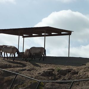 6-12-10 Segway Tour - Przewalksi's Wild Horses