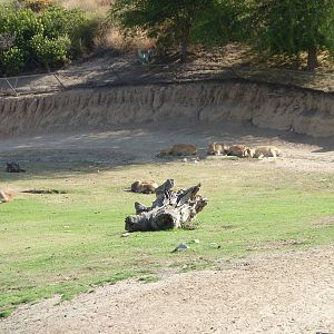 6-12-10 Segway Tour - Pere David's Deer