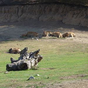 6-12-10 Segway Tour - Pere David's Deer