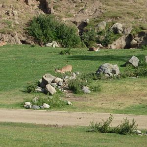 6-12-10 Segway Tour - Hog Deer, Mandarin Sika