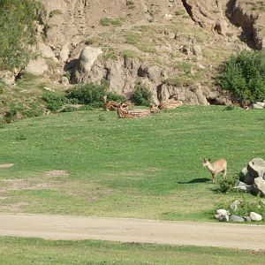 6-12-10 Segway Tour - Hog Deer, Mandarin Sika