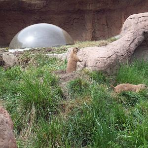 Kids Zoo: Prairie Dog Exhibit.