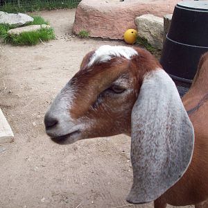 The goat with a strange baahhh