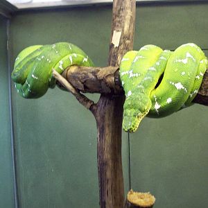 Emerald Tree Snake.