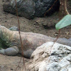 Komodo Dragon.