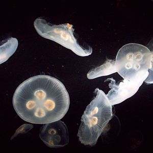 Jellyfish.
