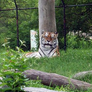 Amur Tiger.