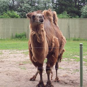 I'm not the one you're allowed to ride.