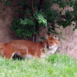 Dhole (Asiatic Wild Dog)