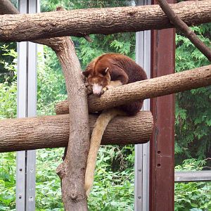 Sleepy Tree Kangaroo