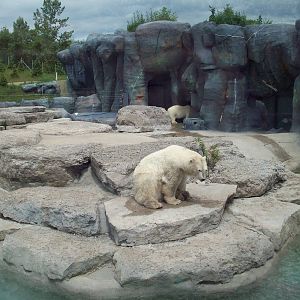 Polar Bear exhibit.