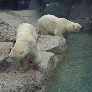 Can anyone identify these polar bears?
