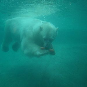 Here comes a carrot.