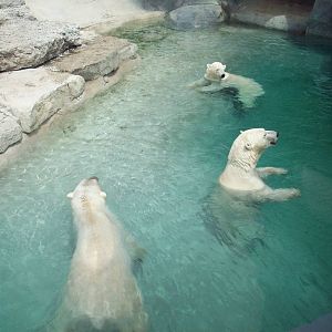 All Three Polar Bears. :-)