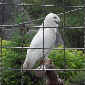 Snowy Owl
