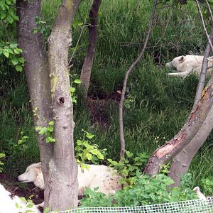 Sleepy Arctic Wolves.