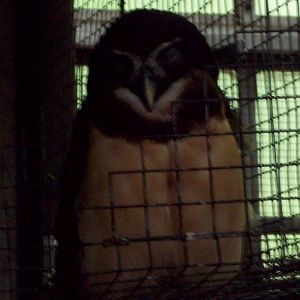 Open your eyes, Spectacled Owl!