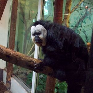 White-faced Saki