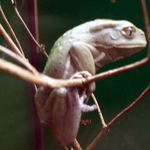 Waxy Tree Frog