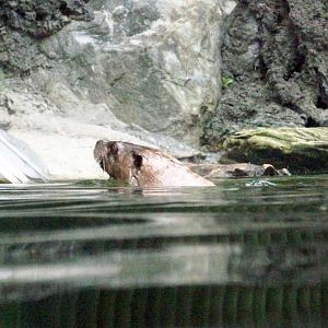 Canadian Otter