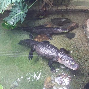 American Alligators.