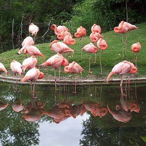 Flamingo Reflection.