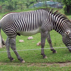 Look at this Handsome Zebra!